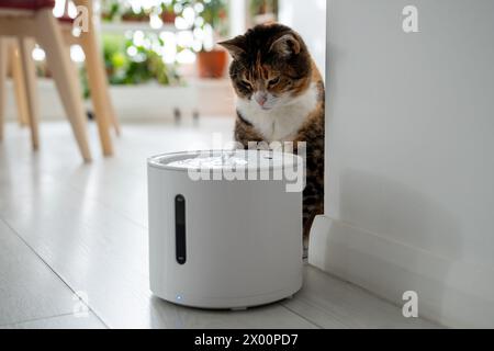 Le chat curieux regarde la fontaine à boire intelligente que les propriétaires lui ont acheté pour prévenir les maladies des voies urinaires Banque D'Images