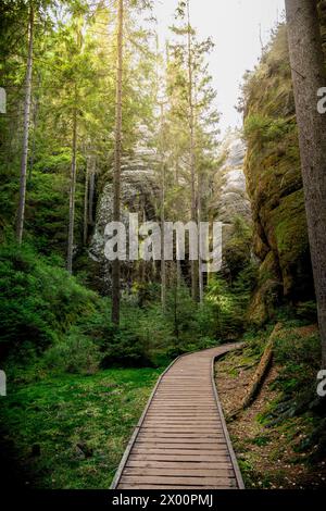 Chemin en bois menant à travers la luxuriante forêt verte Banque D'Images