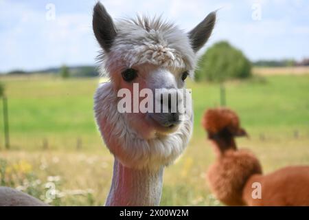 Alpaga blanc debout au premier plan, face à la caméra avec des yeux larges et des oreilles droites, avec une touffe de cheveux moelleuse notable sur sa tête Banque D'Images