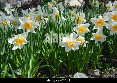 Les jonquilles blanches fleurissent au printemps chaud Banque D'Images