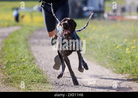 Hrase, Slovénie. 08 avril 2024. Un concurrent et son chien concourent dans la catégorie canicross de la course de mushing de chien Henrik se?nik à Hraše. Plus d’une centaine de chiens et leurs propriétaires de Slovénie et d’ailleurs ont participé à la 10ème édition de cette course internationale de mushing canin. (Photo de Luka Dakskobler/SOPA images/Sipa USA) crédit : Sipa USA/Alamy Live News Banque D'Images