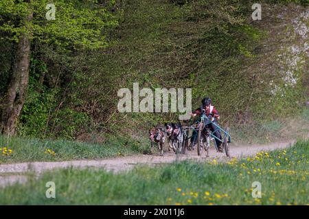 Hrase, Slovénie. 08 avril 2024. Un concurrent et ses chiens concourent dans la catégorie Carting de la course de mushing de chien Henrik se?nik à Hraše. Plus d’une centaine de chiens et leurs propriétaires de Slovénie et d’ailleurs ont participé à la 10ème édition de cette course internationale de mushing canin. (Photo de Luka Dakskobler/SOPA images/Sipa USA) crédit : Sipa USA/Alamy Live News Banque D'Images