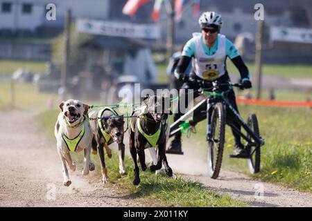 Hrase, Slovénie. 08 avril 2024. Un concurrent et ses chiens concourent dans la catégorie Carting de la course de mushing de chien Henrik se?nik à Hraše. Plus d’une centaine de chiens et leurs propriétaires de Slovénie et d’ailleurs ont participé à la 10ème édition de cette course internationale de mushing canin. Crédit : SOPA images Limited/Alamy Live News Banque D'Images