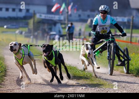 Hrase, Slovénie. 08 avril 2024. Un concurrent et ses chiens concourent dans la catégorie Carting de la course de mushing de chien Henrik se?nik à Hraše. Plus d’une centaine de chiens et leurs propriétaires de Slovénie et d’ailleurs ont participé à la 10ème édition de cette course internationale de mushing canin. Crédit : SOPA images Limited/Alamy Live News Banque D'Images