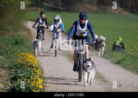 Hrase, Slovénie. 08 avril 2024. Un concurrent et son chien concourent dans la catégorie bikejoring de la course de mushing de chien Henrik se?nik à Hraše. Plus d’une centaine de chiens et leurs propriétaires de Slovénie et d’ailleurs ont participé à la 10ème édition de cette course internationale de mushing canin. Crédit : SOPA images Limited/Alamy Live News Banque D'Images