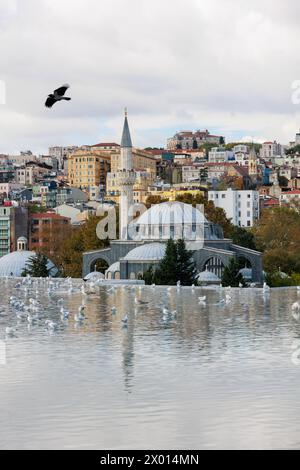 Oiseau, mer et mosquée au jour de pluie à Istanbul, Turquie. Photo de haute qualité Banque D'Images