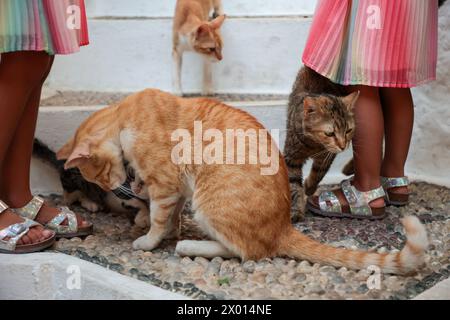 Beaux chats errants se prélassant dans la rue et attendant quelqu'un pour les nourrir dans un vieux village. Photo de haute qualité Banque D'Images