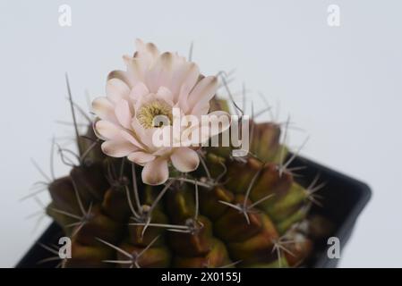 fleur de cactus ymnocalycium sur fond blanc avec espace de copie pour le texte Banque D'Images