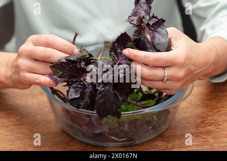 Mains préparant la salade. triez les brins de basilic. Herbes en cuisine. Banque D'Images