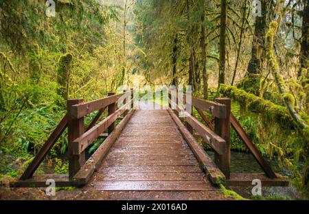 Un passerelle en bois mouillé avec des rampes brunes mène tout droit à travers une forêt moussue de la forêt pluviale de Hoh, parc national Olympique, Washington. Banque D'Images
