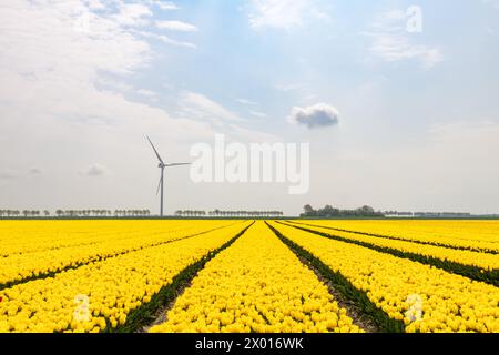 Champ de tulipes avec des tulipes jaunes à fleurs sous un ciel bleu avec des nuages et une éolienne debout à l'horizon. Banque D'Images