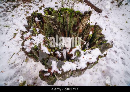 Passez l'hiver sur le sentier Lake Crescent au parc national olympique de l'État de Washington, États-Unis Banque D'Images