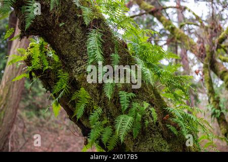 Fougères poussant sur un arbre dans la forêt tropicale de Quinault, parc national olympique dans l'État de Washington, États-Unis Banque D'Images