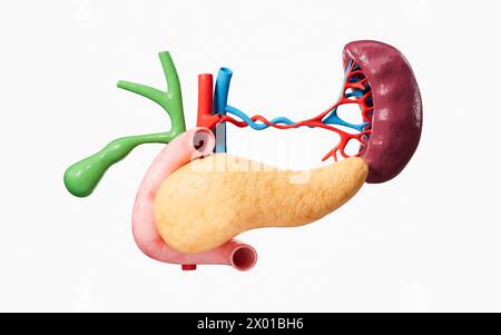Pancréas humain, vésicule biliaire, modèle d'organe splénique, rendu 3D. illustration 3d. Banque D'Images