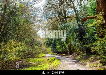 Promenade verte sur le sentier de chêne dans la forêt d'Epping, Essex, Angleterre Banque D'Images