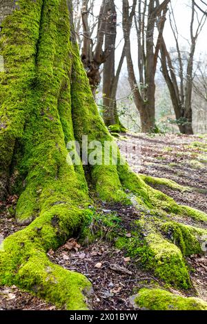 Racines et tronc d'arbres couverts de mousse, forêt d'Eppinf, Essex, Angleterre Banque D'Images