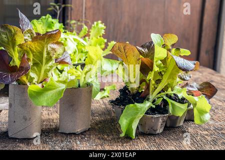 Plants de salade dans des chambres à air en papier toilette en carton et boîte à œufs réutilisée, jardinage durable et concept sans plastique Banque D'Images