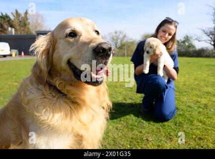 USAGE ÉDITORIAL EXCLUSIF le père chien-guide Golden retriever, Trigger, célèbre sa portée finale pour chiens-guides caritatifs à Leamington Spa alors qu'il quitte son poste de meilleur chien-chien à l'âge de neuf ans. Date d'émission : mardi 9 avril 2024. Banque D'Images