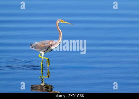 Héron tricolore (Egretta tricolor) marchant dans l'eau, île de Merritt, Floride, États-Unis. Banque D'Images