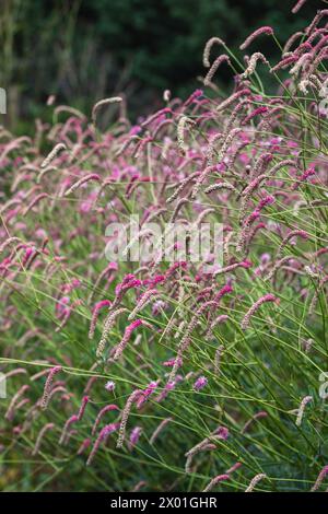 Sanguisorba 'Misbourne Pink' (burnet) en pleine fleur Banque D'Images