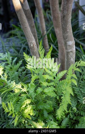 Woodwardia fimbriata (fougère à chaîne géante) frondes au pied d'un arbre à plusieurs tiges Banque D'Images