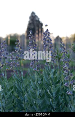 Groupe de plantation de Fritillaria persica 'Green Dreams' (lis persan 'Green Dreams') en basse lumière / crépuscule Banque D'Images