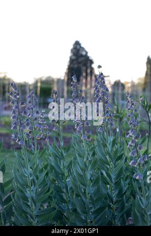 Groupe de plantation de Fritillaria persica 'Green Dreams' (lis persan 'Green Dreams') en basse lumière / crépuscule Banque D'Images