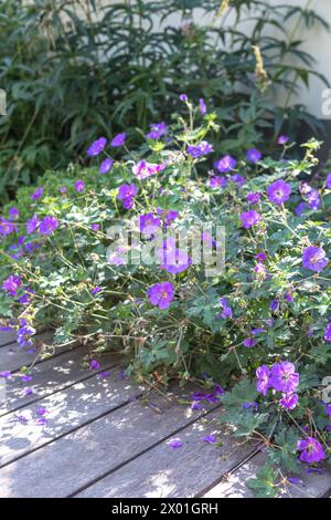 Géranium 'Rozanne' ('Gerwat'PBR) dans un jardin fleuri / bordure, bordure / renversement sur la terrasse contemporaine Banque D'Images