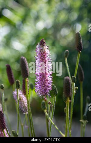 Sanguisorba 'Blackthorn' (burnet 'Blackthorn') fleurs de biberon rose sur tiges droites, fleurissant de la fin de l'été à l'automne Banque D'Images