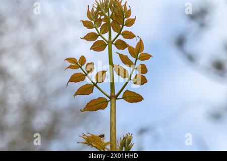 Gros plan Brach d'Un Aralia Elata Tree à Amsterdam pays-Bas 4-4-2024 Banque D'Images