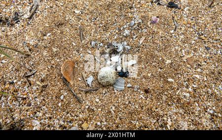 Petit pluvier annelé (Charadrius dubius) nid (un oeuf, le début de la production de la couvée) - une fosse dans le sable avec des fragments de coquille. Dunes coquillées de sable Banque D'Images