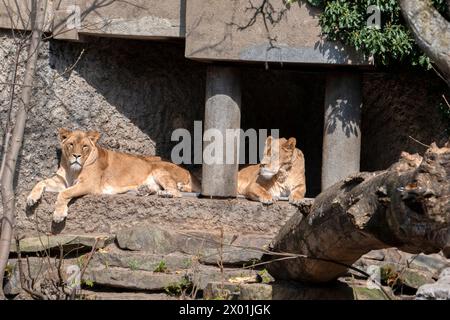 Deux Lions féminins assis au soleil à Amsterdam pays-Bas 11-4-2022 Banque D'Images