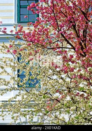 Cimes d'arbres florissantes de couleurs blanc et rose au printemps devant la façade blanche d'une maison dans le petit village de Bath Voeslau, Autriche Banque D'Images
