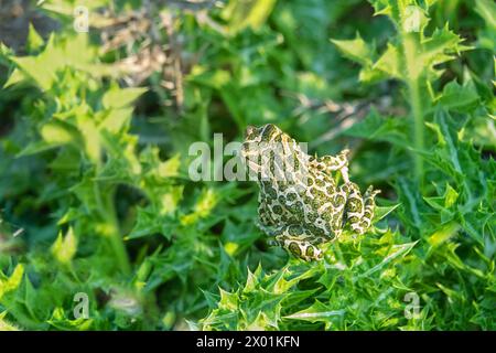 Le crapaud variable (Bufo viridis) chasse les petits insectes dans les dunes des steppes. Arabatskaya strelka. Mer d'Azov Banque D'Images
