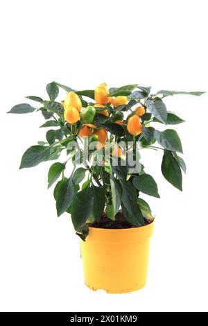 plante de chili jaune isolé sur le fond blanc Banque D'Images