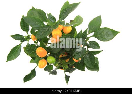 plante de chili jaune isolé sur le fond blanc Banque D'Images