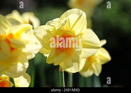 Double jonquille Narcisse jaune et orange, «Tahiti» en fleur. Banque D'Images