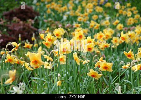 Jonquille Narcisse jaune et orange, «Pipe major» en fleur. Banque D'Images