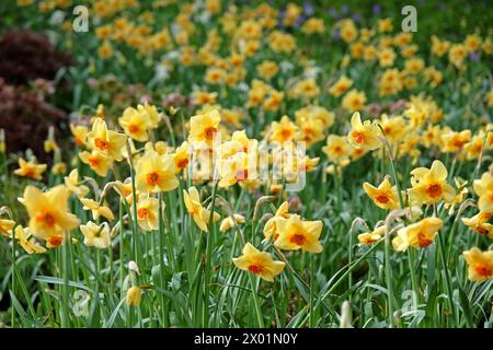 Jonquille Narcisse jaune et orange, «Pipe major» en fleur. Banque D'Images