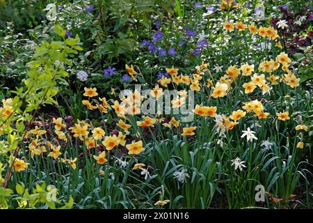 Jonquille Narcisse jaune et orange, «Pipe major» en fleur. Banque D'Images