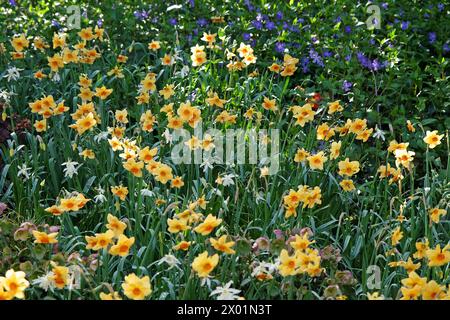 Jonquille Narcisse jaune et orange, «Pipe major» en fleur. Banque D'Images