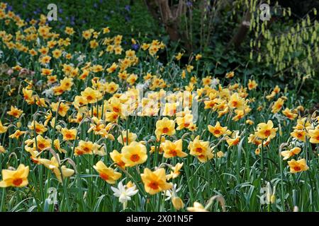 Jonquille Narcisse jaune et orange, «Pipe major» en fleur. Banque D'Images