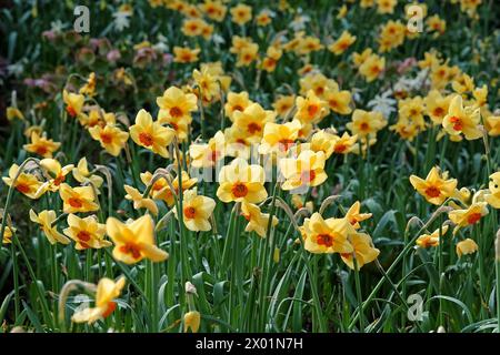 Jonquille Narcisse jaune et orange, «Pipe major» en fleur. Banque D'Images