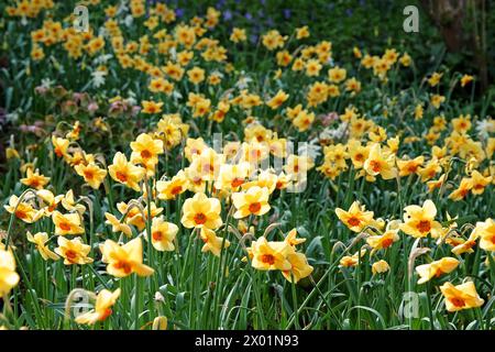 Jonquille Narcisse jaune et orange, «Pipe major» en fleur. Banque D'Images