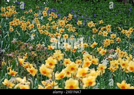 Jonquille Narcisse jaune et orange, «Pipe major» en fleur. Banque D'Images