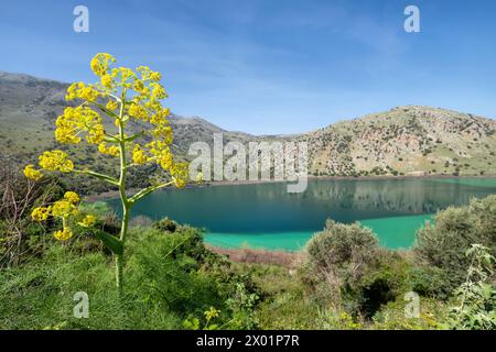 Lac Kournas (Lac Kourna) sur l'île de Crète avec fleur jaune au premier plan, Grèce Banque D'Images