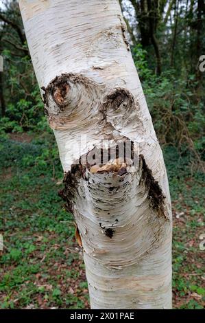 visage de personnage sur le tronc d'arbre dans la forêt Banque D'Images