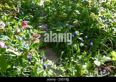 Chemin de jardin envahi par le jardin de printemps avec des hellebores et jacinthe de raisin Muscari latifolium et un feuillage luxuriant en mars au Royaume-Uni Banque D'Images