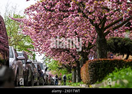 Berlin, Allemagne. 09th Apr, 2024. Les cerises ornementales japonaises fleurissent à Onkel-Bräsig-Straße dans le quartier de Neukölln en Bretagne. C'est Prunus serrulata 'Kanzan', qui signifie cerisier girofle. Crédit : Jens Kalaene/dpa/Alamy Live News Banque D'Images