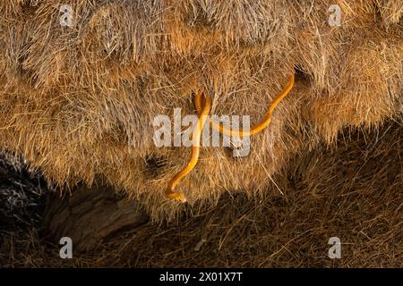 Le cobra du Cap (Naja nivea) chassant dans le nid de tisserands sociables (Philetairus socius), parc transfrontalier de Kgalagadi, Cap Nord, Afrique du Sud Banque D'Images